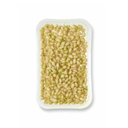 Judías en salsa verde