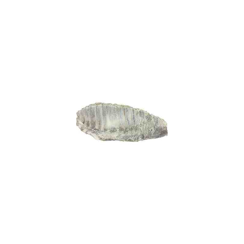 COSTILLA SALADA (caja 3uds)