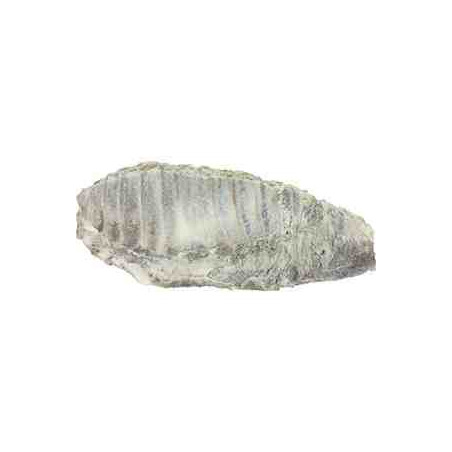 COSTILLA SALADA (caja 3uds)