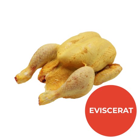 POLLO AMARILLO CATALAN EVISCERADO