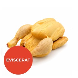 POLLASTRE GROC CATALÀ EVISCERAT